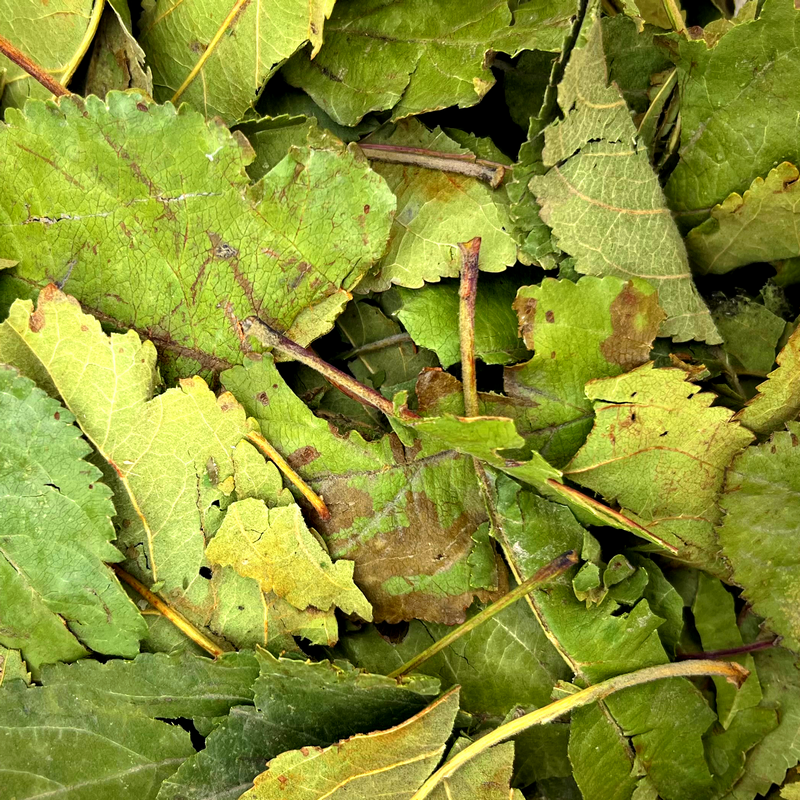 Apple tree leaves
