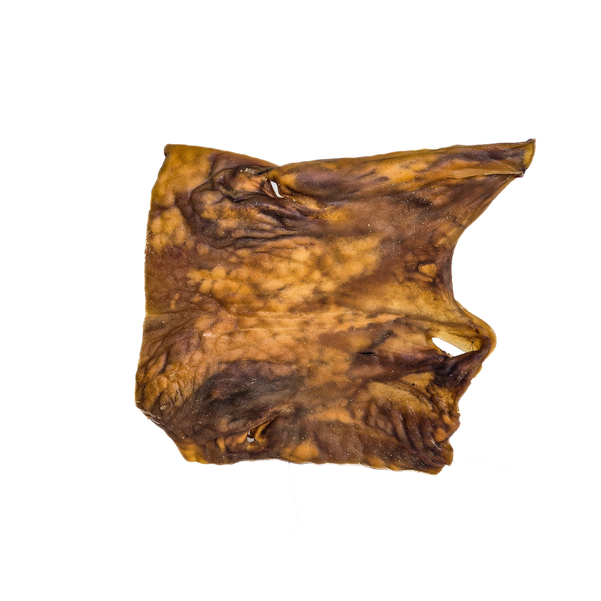 Camel plate XL