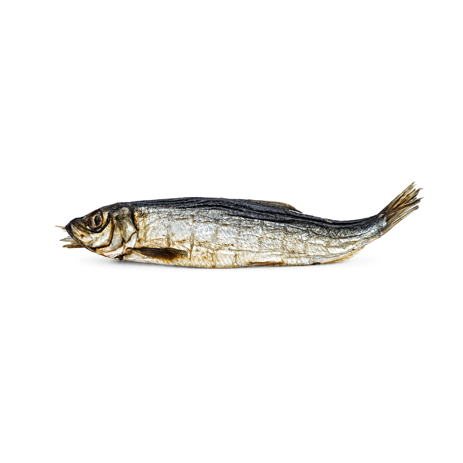 Capelin