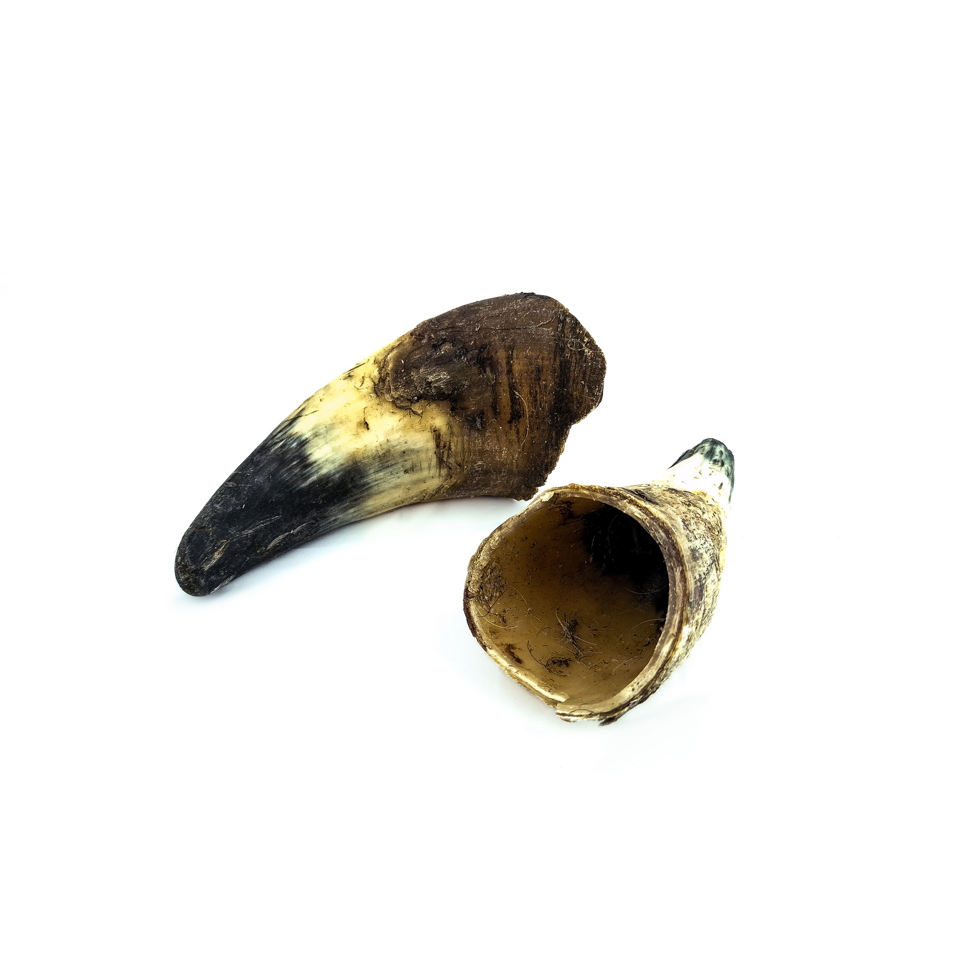 Hollow beef horn