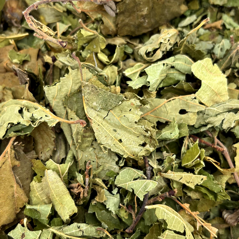 Hazel leaves