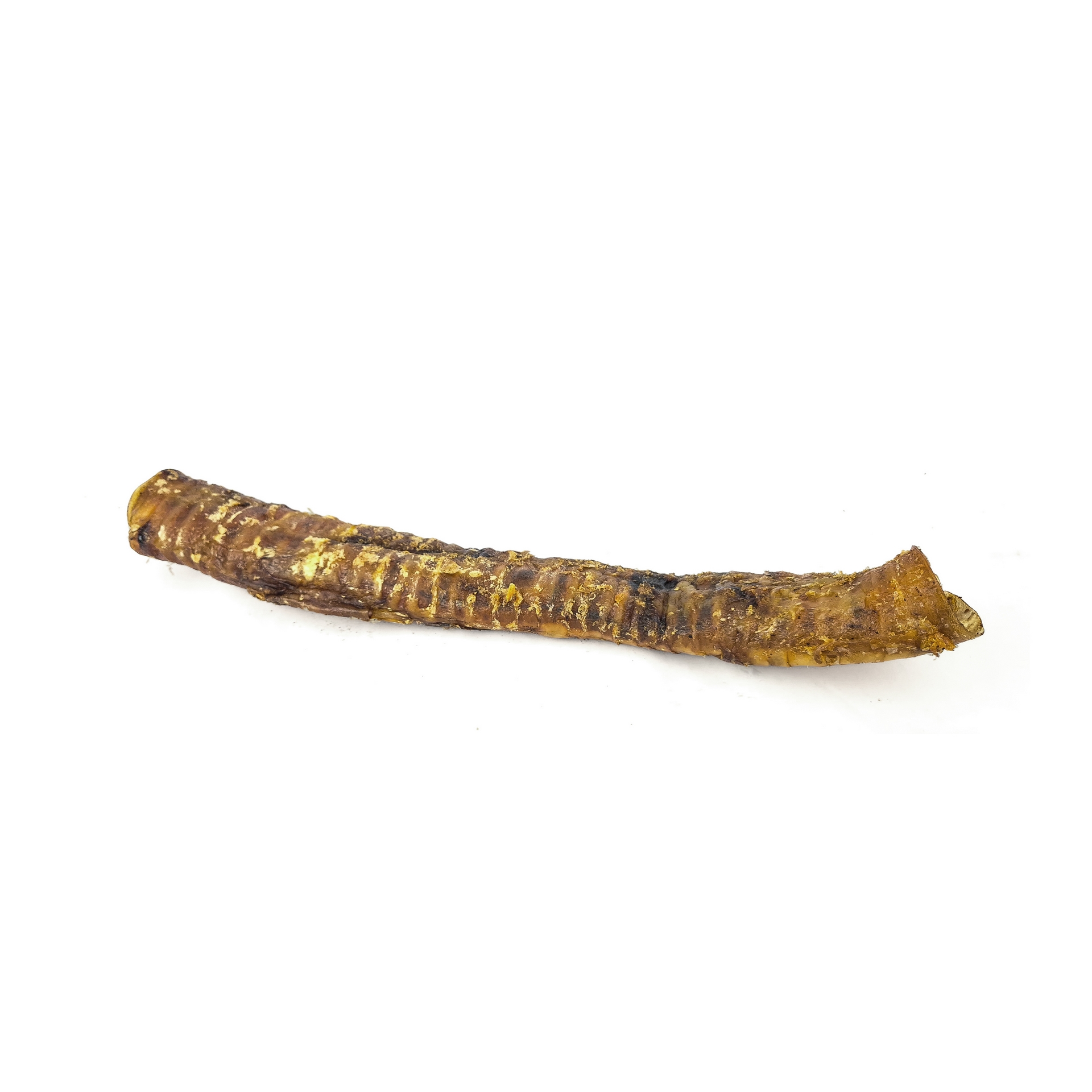 Horse trachea