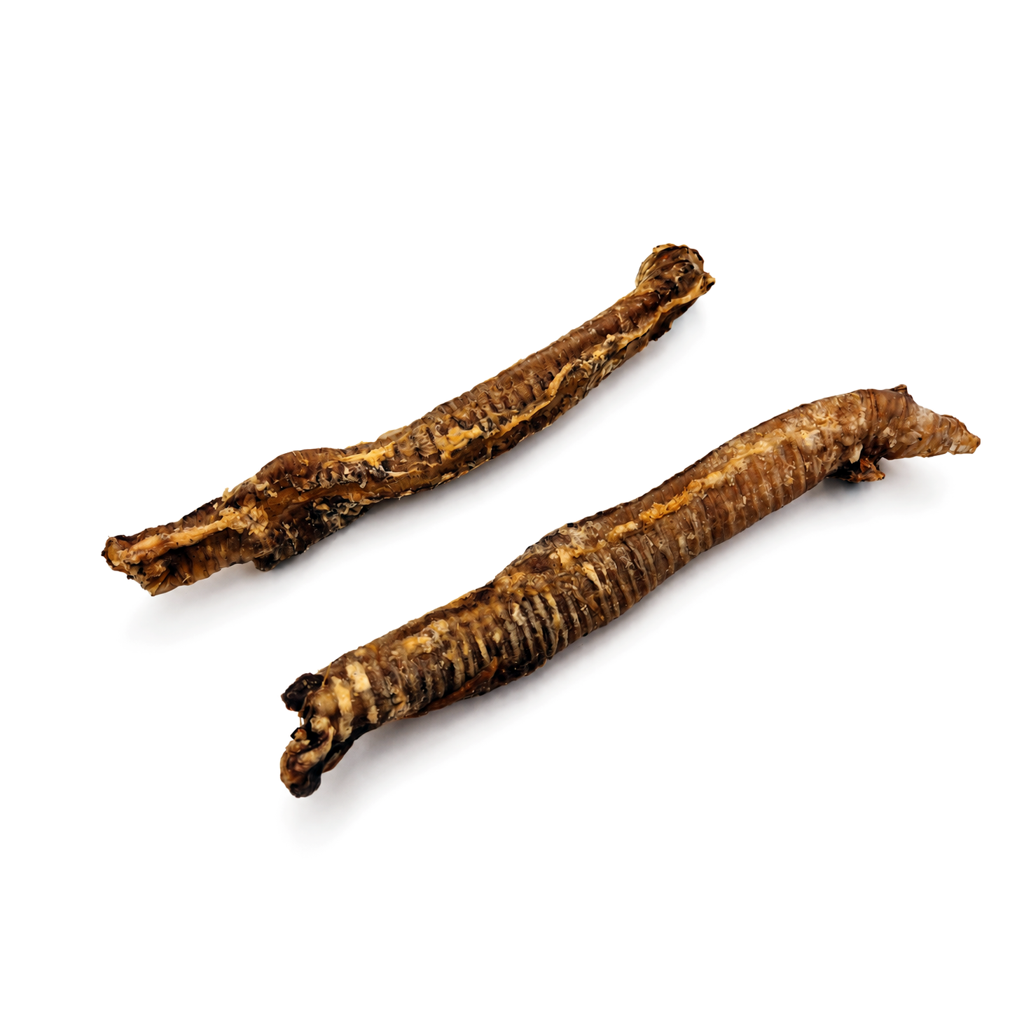 Goat trachea