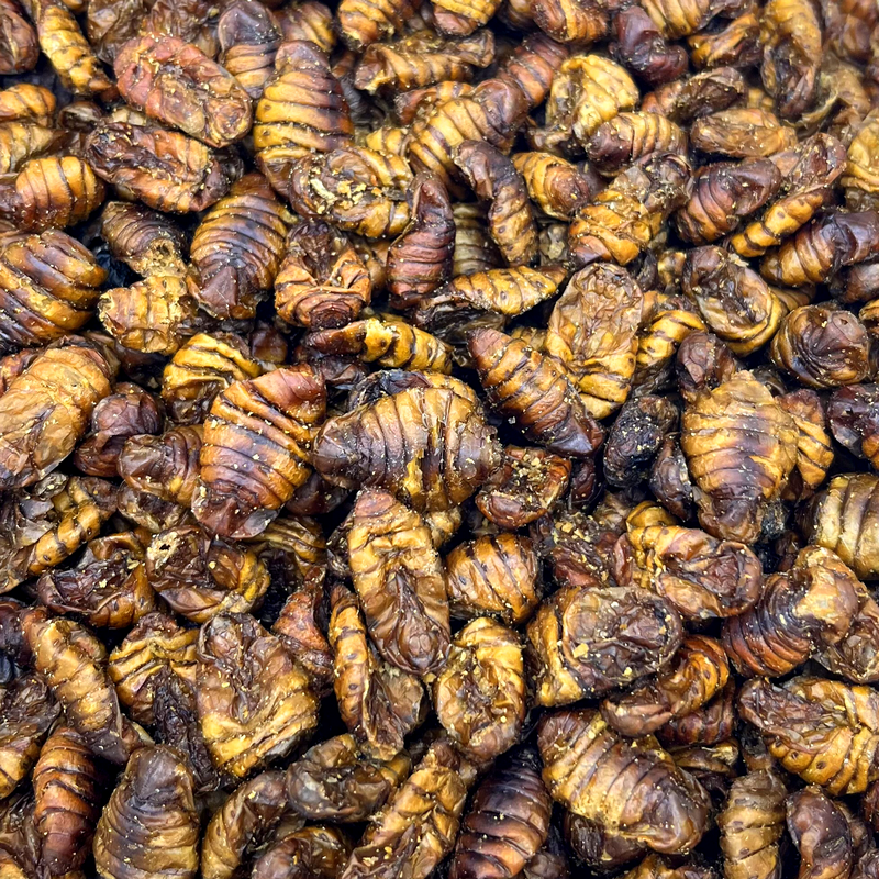 Silkworms