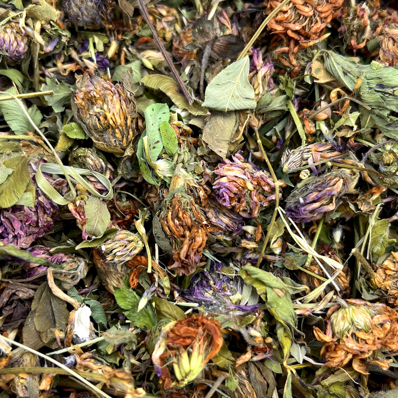 Red clover flowers