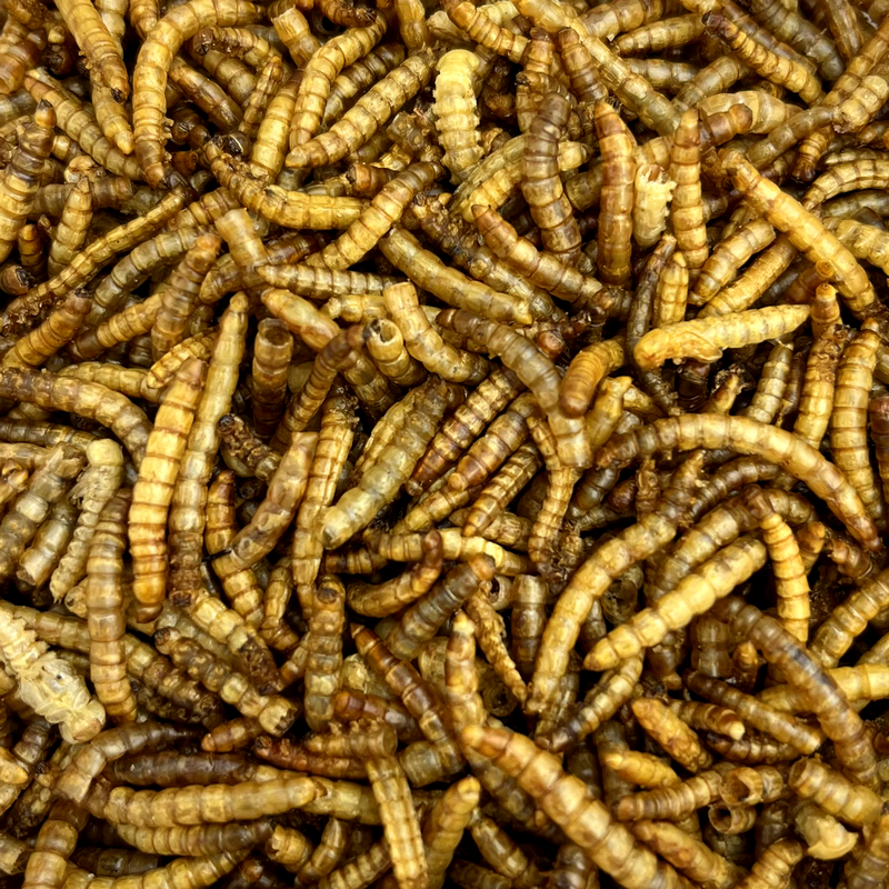 Mealworms