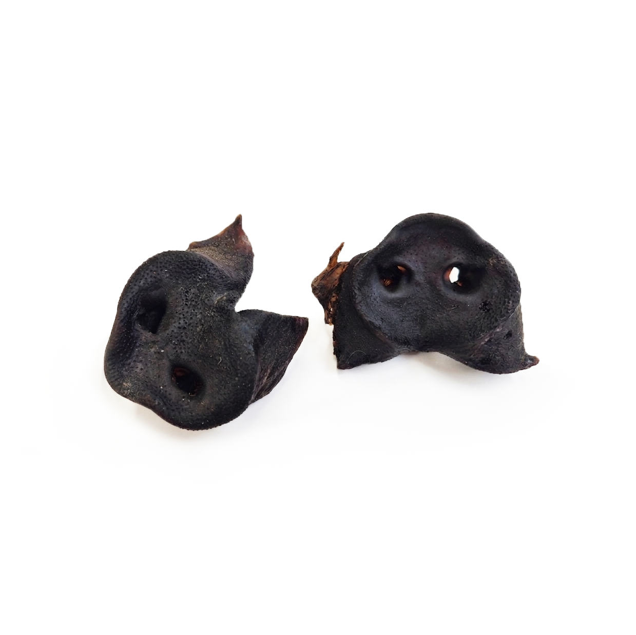 Wild boar snout