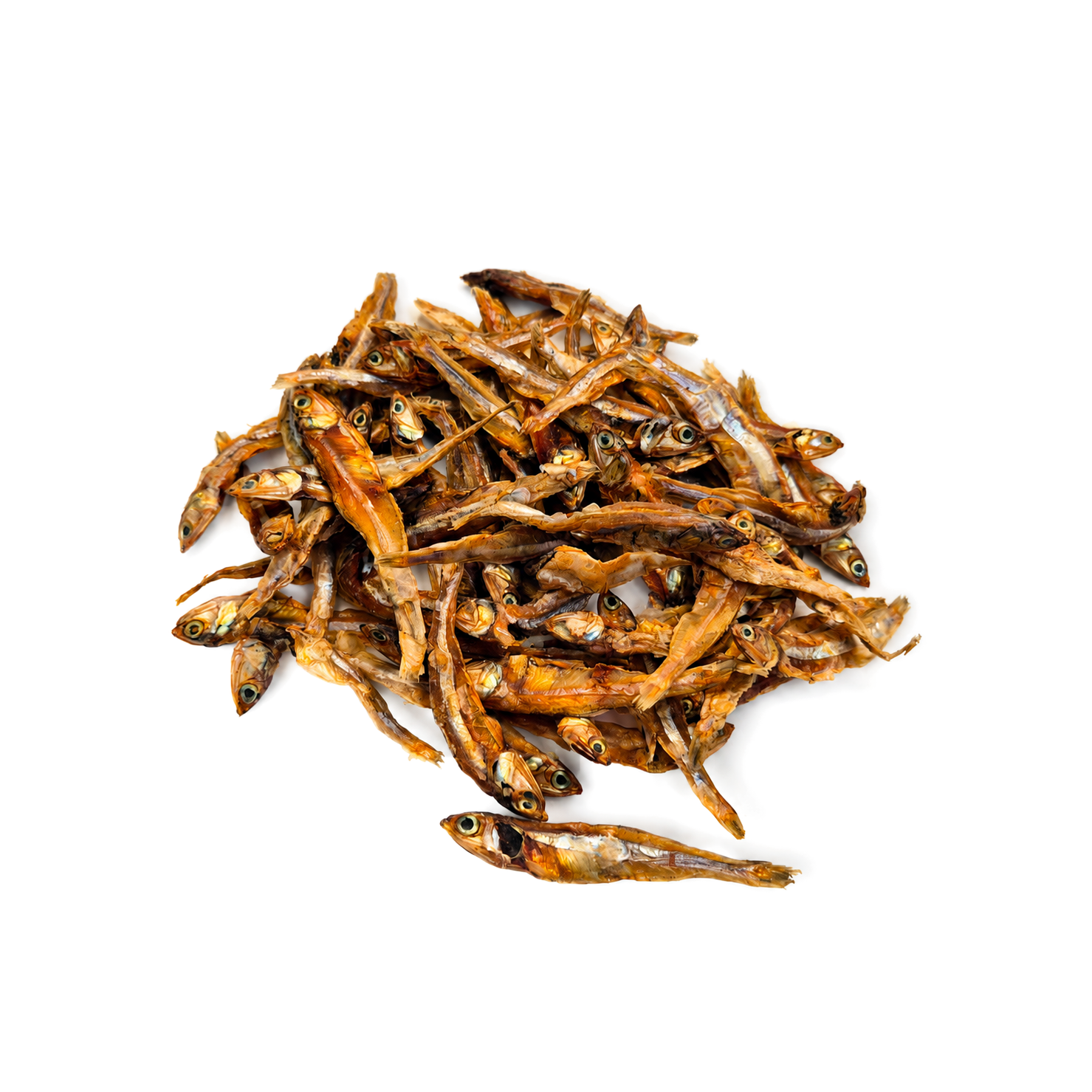 Anchovy