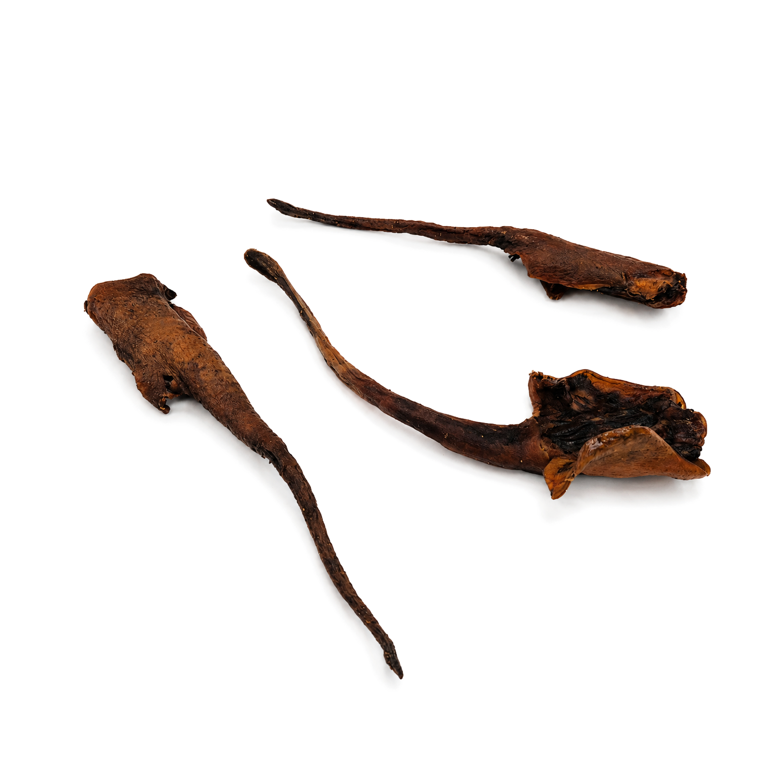 Wild boar tail