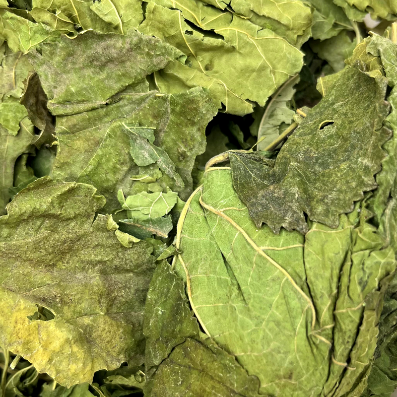 White mulberry leaves