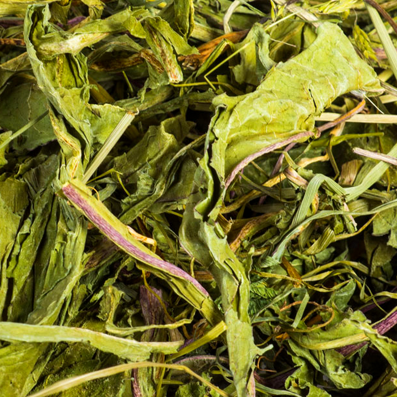 Dandelion leaves