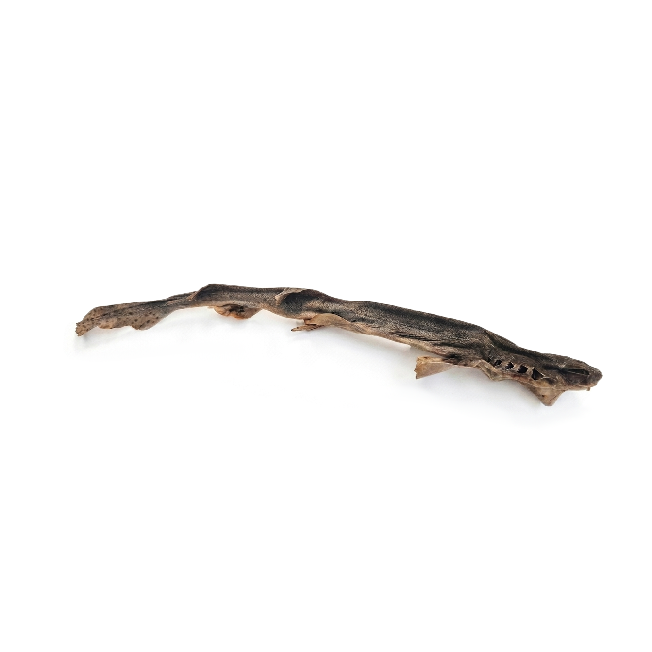Dogfish 50-60cm