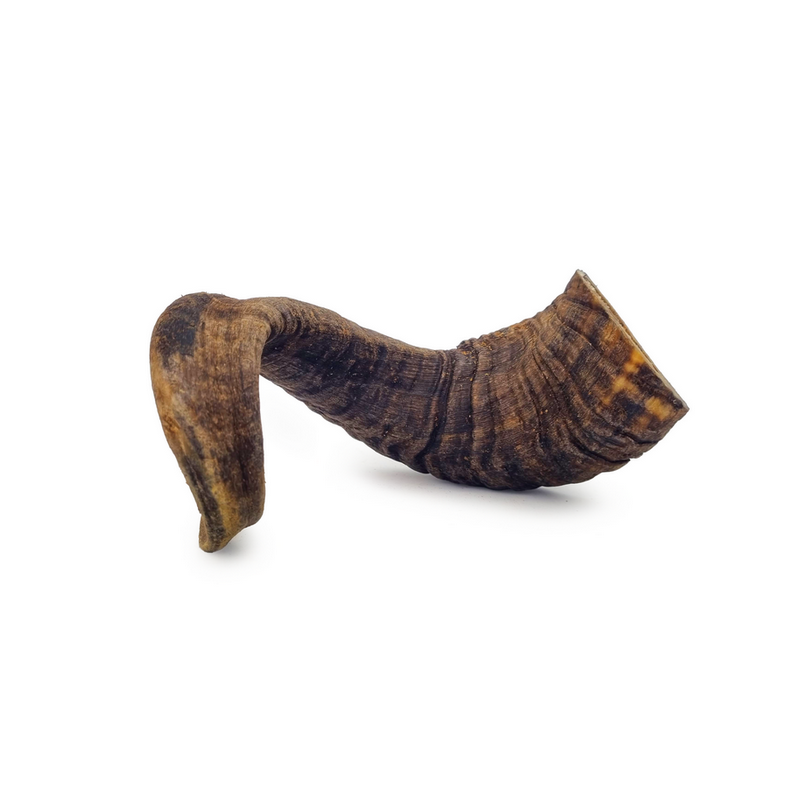 Sheep horn