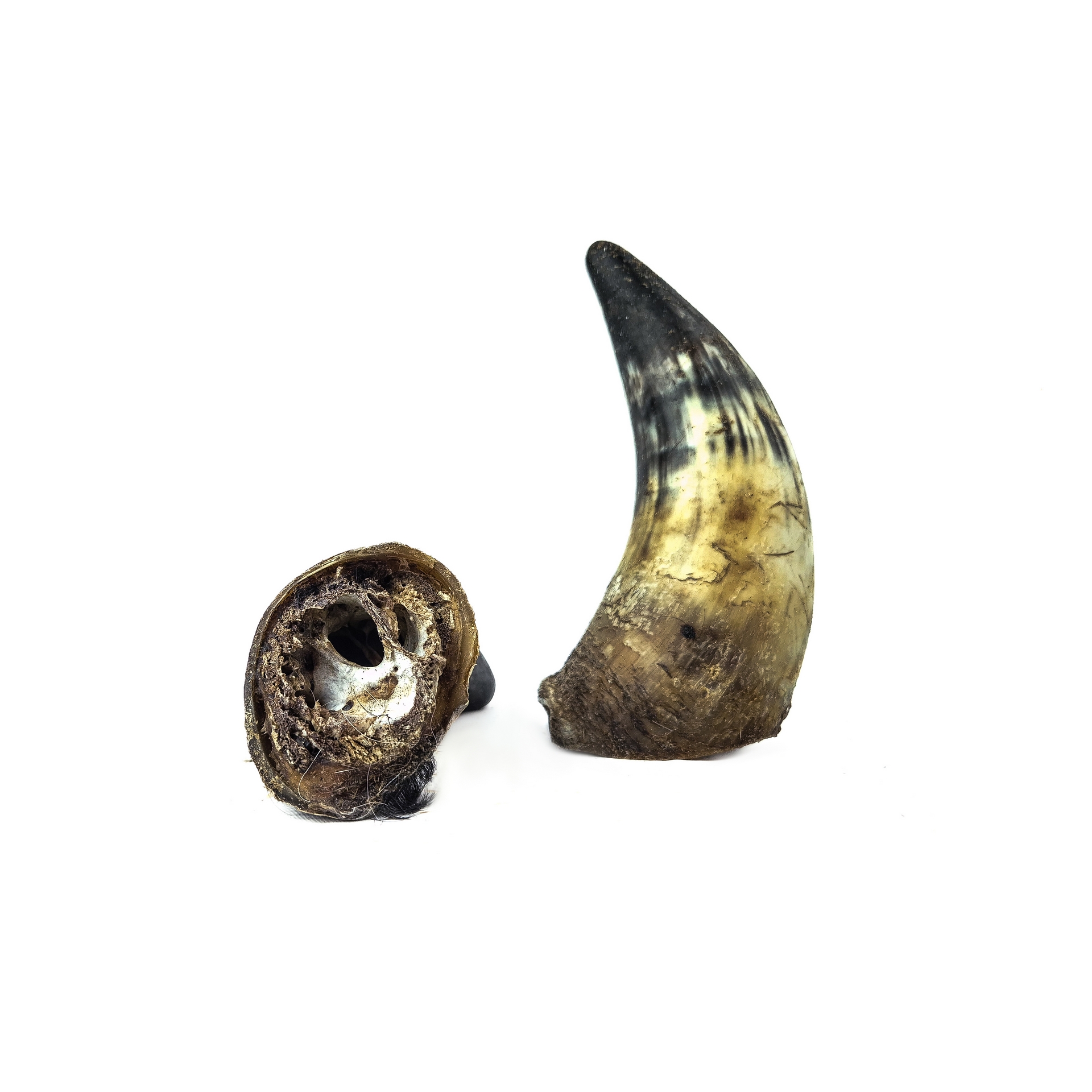Corne de boeuf pleine