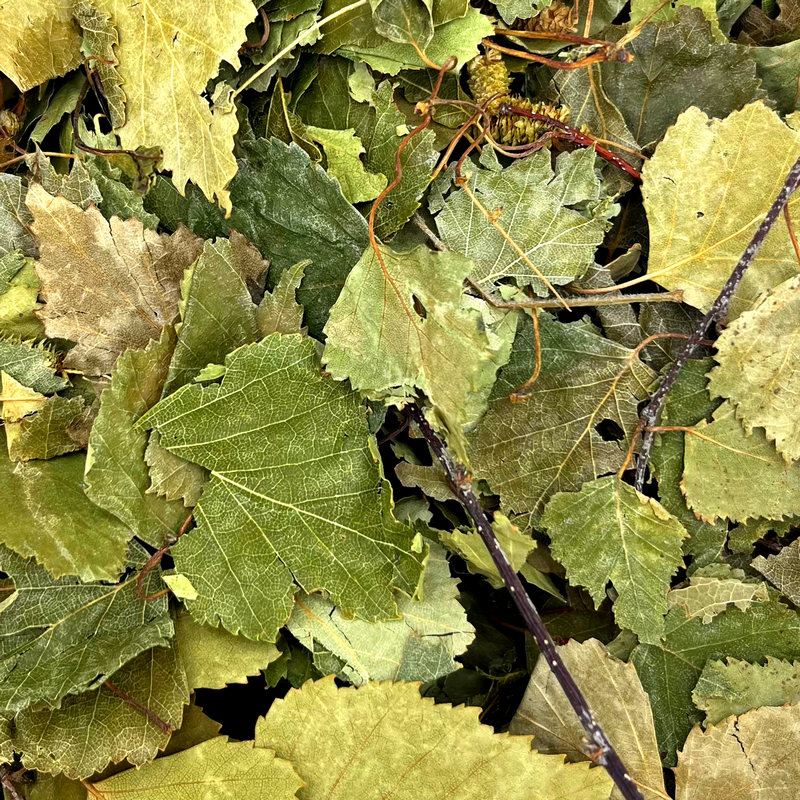Birch leaves