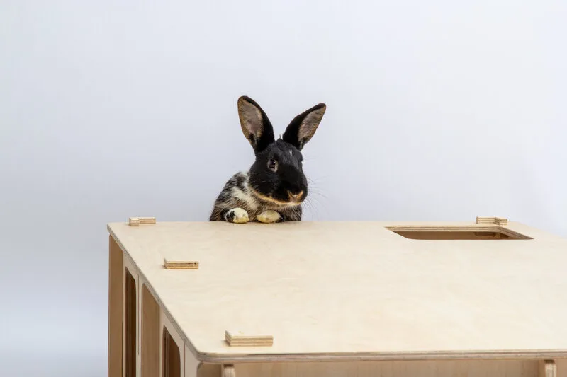 Lapin sur labyrinthe en bois — Bunny Nature
